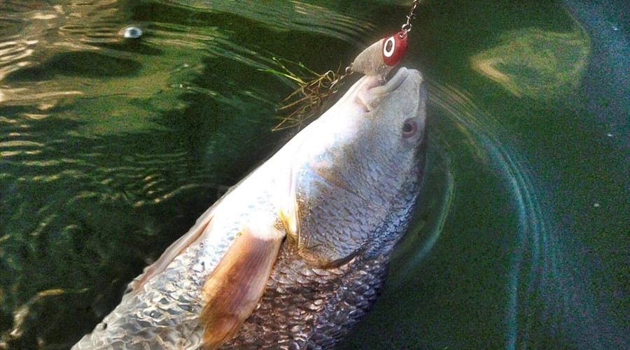 Solid redfish gobbling up a Corky artificial lure