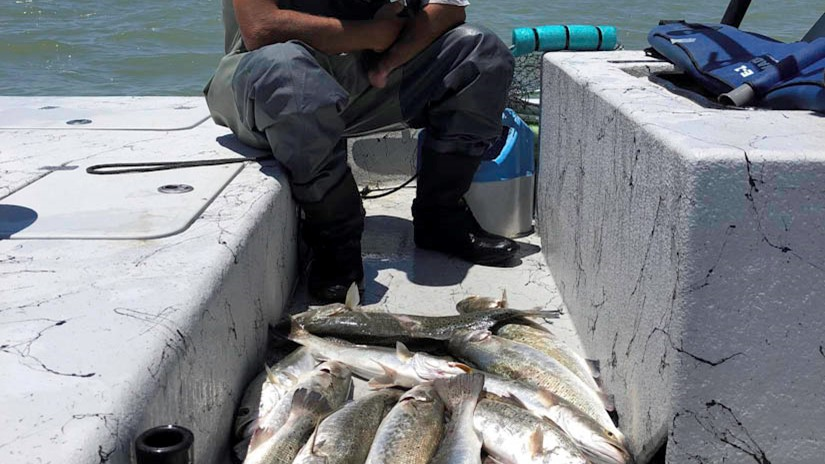 Wade Fishing with live bait is "ON"