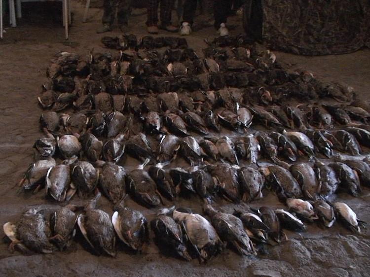 Mexico Duck Hunting