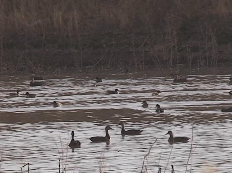 Mexico Duck Hunting