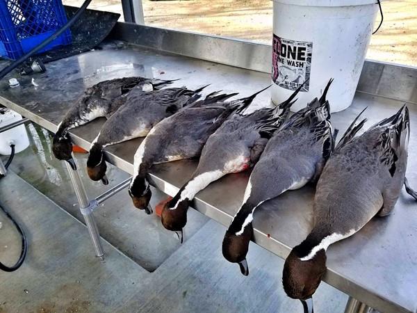 Coastal Texas Duck Hunting