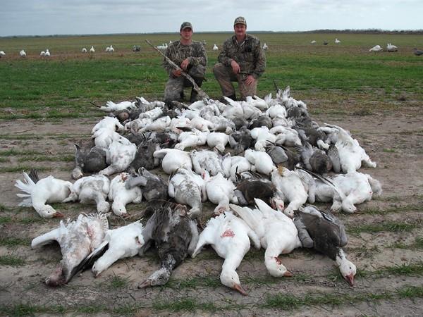 Snow Goose and Speck Hunting