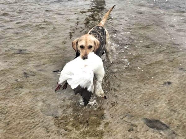 Texas Goose Hunting